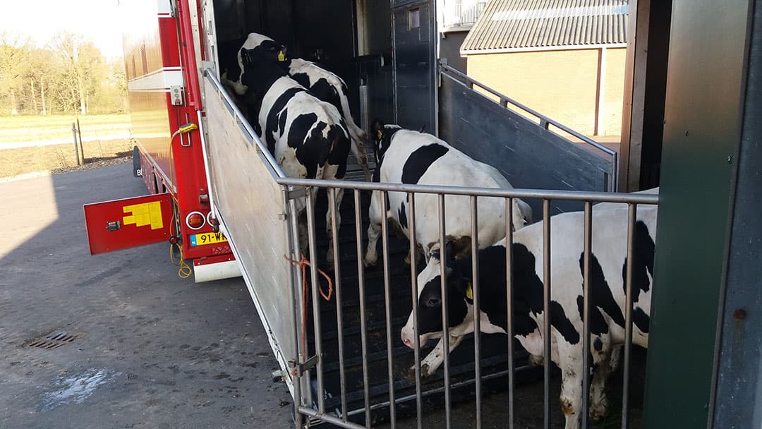 Het rustig laden van vleeskalveren is belangrijk om stress en vermoeidheid te voorkomen en dat zorgt voor mals kalfsvlees. - Foto: VanDrie Group