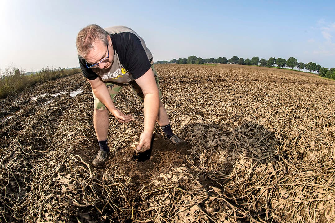 Op landbouwgrond rondom de Maas wordt de schade zichtbaar nu het water gezakt is: percelen met volledig verrotte aardappelen, zoals in Lottum, boven Venlo. - Foto: ANP
