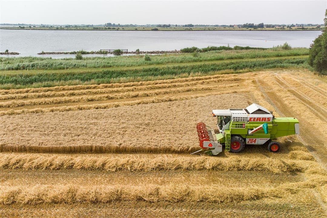Langs de uiterwaarden wordt het eerste graan gedorst. - Foto: ANP