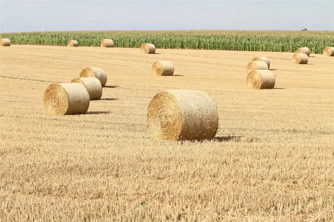 Na het dorsen komt het balenpersen. De strobalen liggen op de stoppels van het perceel in Oberbarnim, in de Duitse deelstaat Brandenburg. - Foto: Zuma