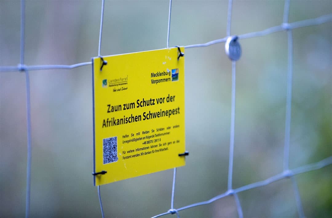 Afrastering op de grens tussen Polen en Duitsland om verspreiding van Afrikaanse varkenspest door wilde zwijnen te stopen. - Foto: ANP