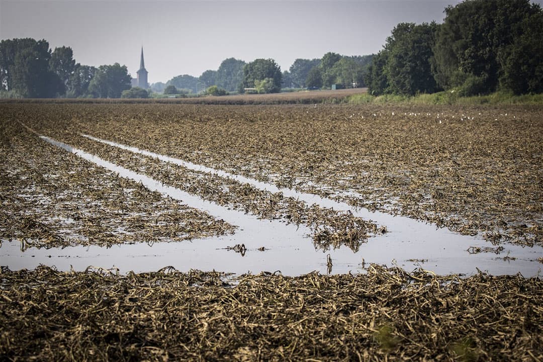 Ondergelopen akker in Limburg. Door de overstromingen en hevige regenval zijn diverse oogsten van boeren mislukt. - Foto: ANP