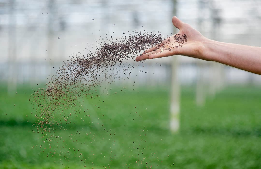 Microbiële biostimulanten vormen een snelgroeiende productgroep op basis van micro-organismen. - Foto: Van Assendelft Fotografie