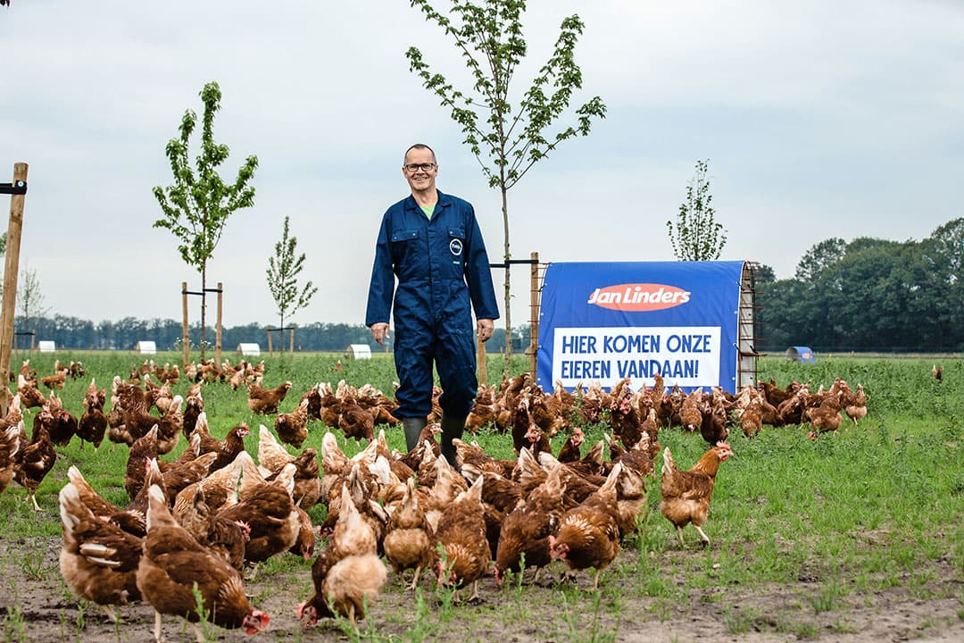Yverde-pluimveehouder Willy Claessens tussen de Lohmann-hennen.