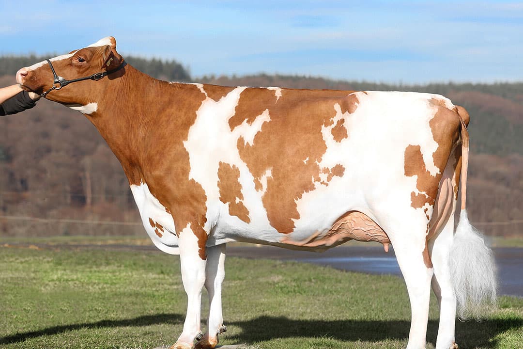 Elitestreet Apprentice Spirit-Red (VG-85), moeder van Spirit-Red. Lopende vaarzenlijst: 189 dagen, 7.198 kg melk, 4,10% vet, 3,53% eiwit. - Foto: Guillaume Moy