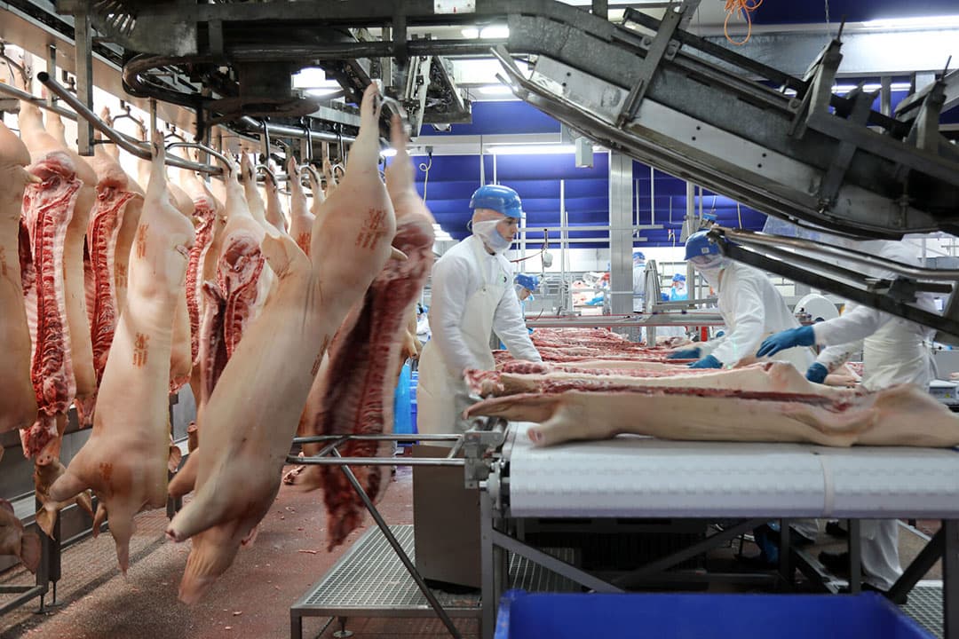 Met behulp van de data uit de VionRendementIndex kunnen varkenshouders gerichter sturen, waardoor ze meer varkens binnen de kaders van concepten kunnen leveren. - Foto: Vion