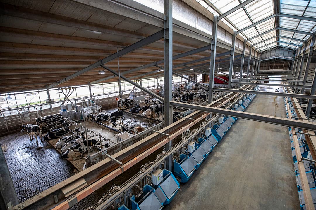 Het onderzoek naar duurmelken door uitgestelde inseminatie is uitgevoerd op Dairy Campus in Leeuwarden. - Foto: Anne van der Woude