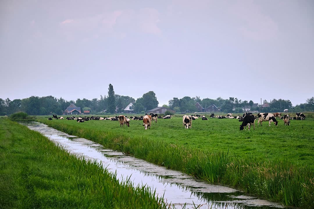 Het internationale toonbeeld van Nederlandse landbouw: een koppel koeien die in het platte polderlandschap buiten loopt. - Foto: Fred Libochant