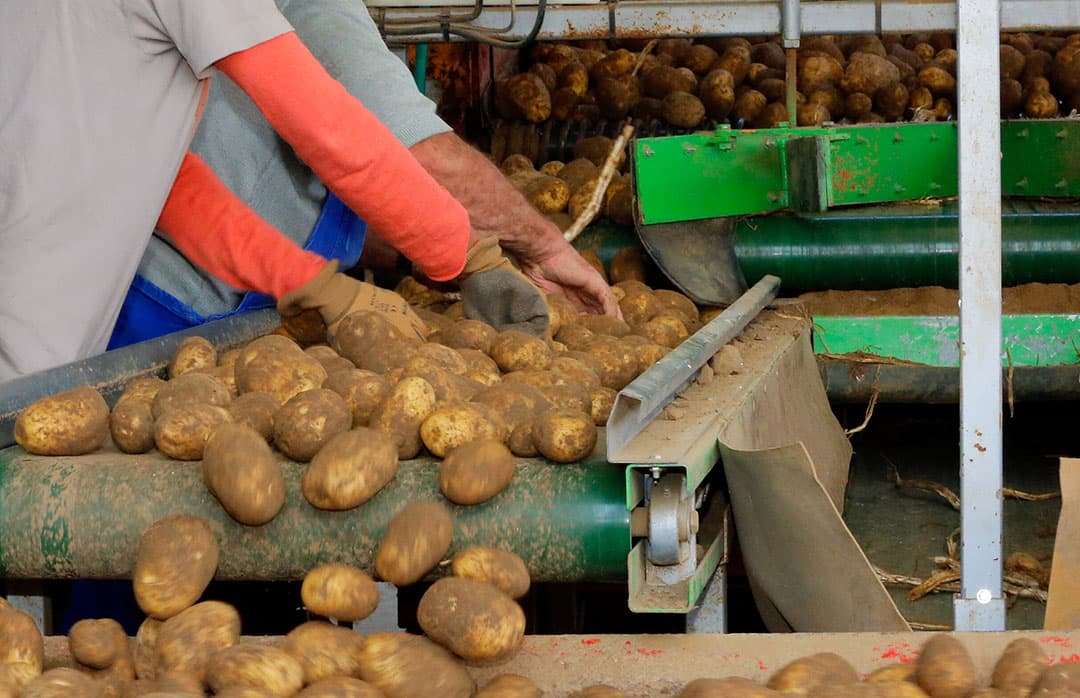 Voor Fontanes steeg de notering op 23 juli met € 4,50 naar € 17 per 100 kilo. - Foto: Henk Riswick