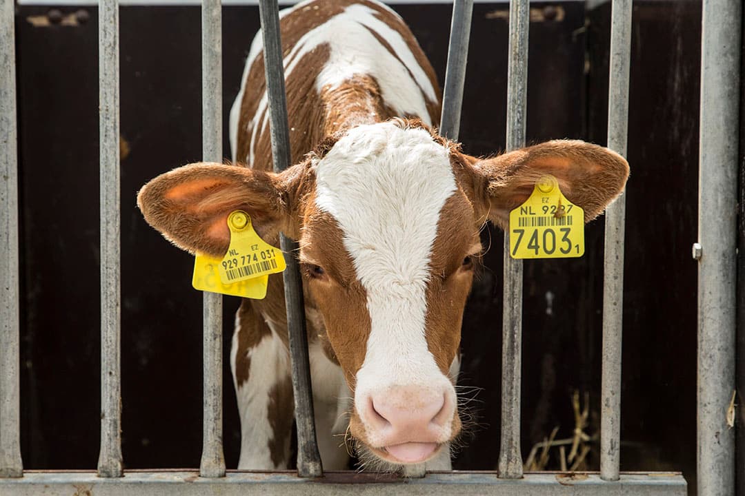 Een onthoornd kalf. Met de aangepaste Wet dieren mag onthoornen straks wellicht niet meer. - Foto: Koos Groenewold
