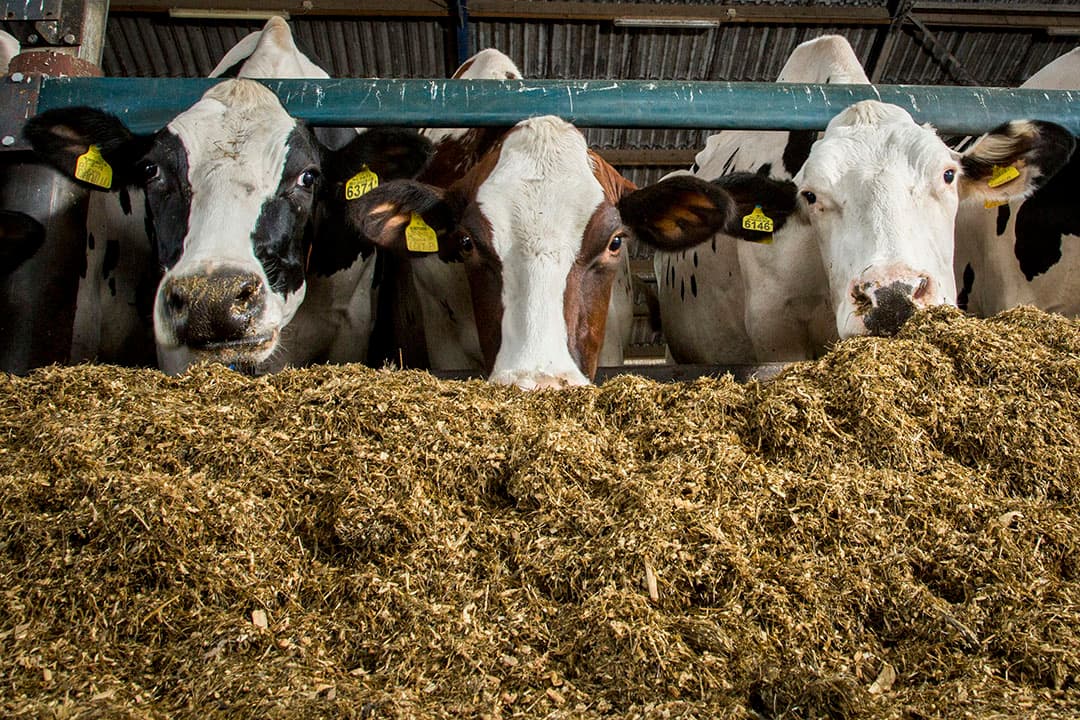 Vretende koeien. - Foto: Koos Groenewold