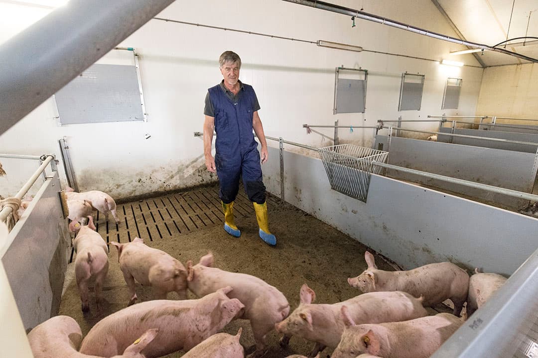 Dierenarts Hans Smit werkt met de slofjesmethode voor het nemen van salmonellamonsters. Hij ervoer dat de methode helpt bij de aanpak van deze kiem. - Foto: Koos Groenewold