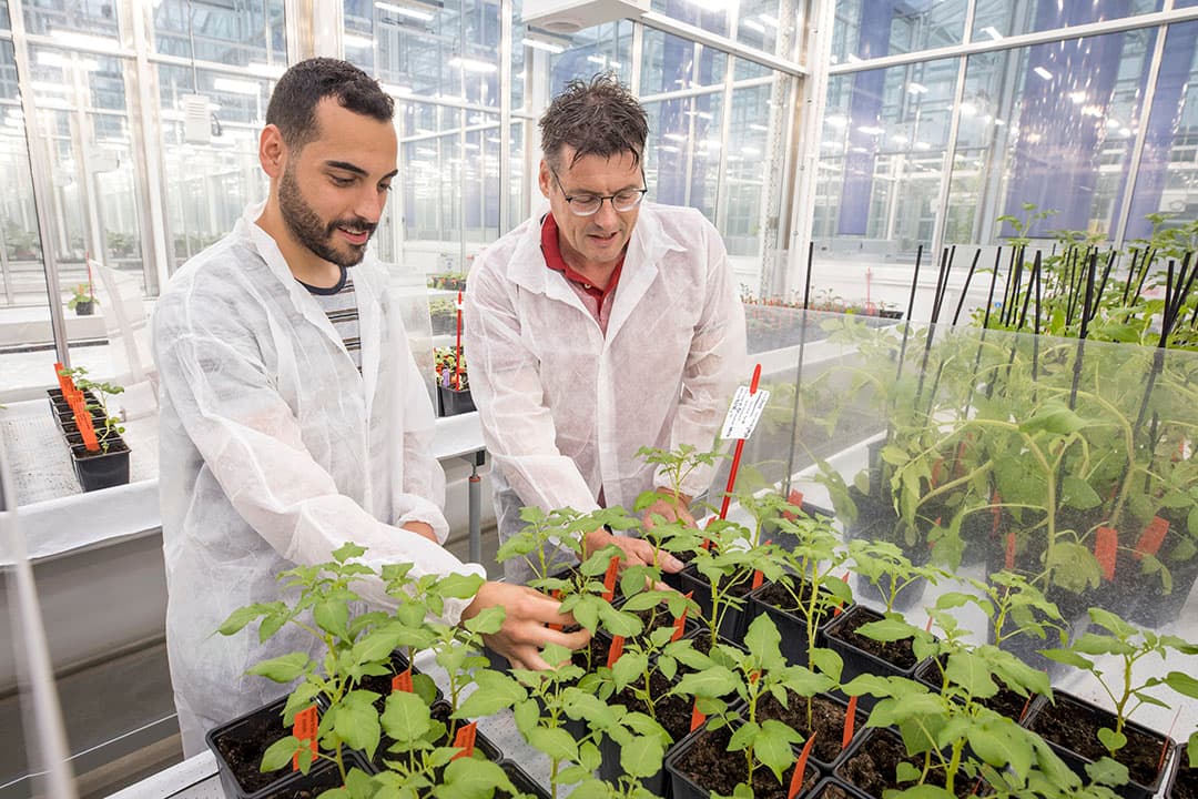 Jack Vossen (rechts), onderzoeker van Wageningen UR, en zijn collega Daniel Monino laten aardappelplanten van het ras Désirée zien. Deze planten zijn resistent tegen de aardappelziekte phytophthora door extra resistentiegenen. - Foto: Koos Groenewold