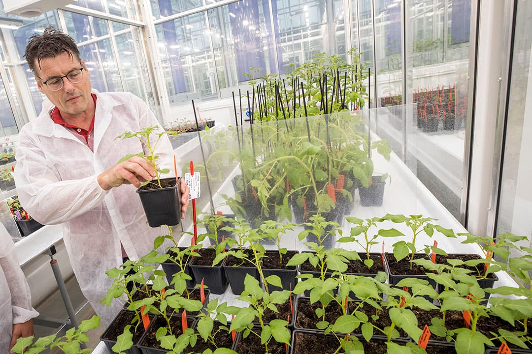 Jack Vossen, onderzoeker van Wageningen UR, toont phytophthora resistente aardappelen. In het veld van biotechnologie zijn in de laatste decennia nieuwe technieken ontwikkeld. - Foto: Koos Groenewold