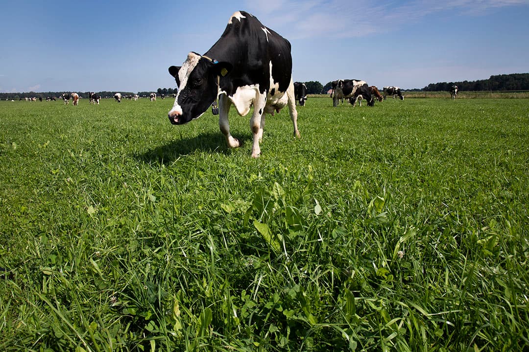 De VEM-waarde van kruidenrijk grasland kan op papier tegenvallen, terwijl de melkproductie van de koeien prima in orde kan zijn. - Foto: Hans Banus