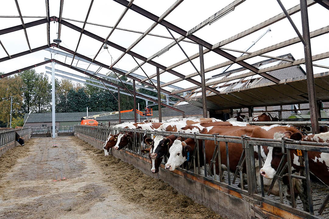 Dakrenovatie is een veelgenoemde investering die melkveehouders willen gaan doen. - Foto: Bert Jansen