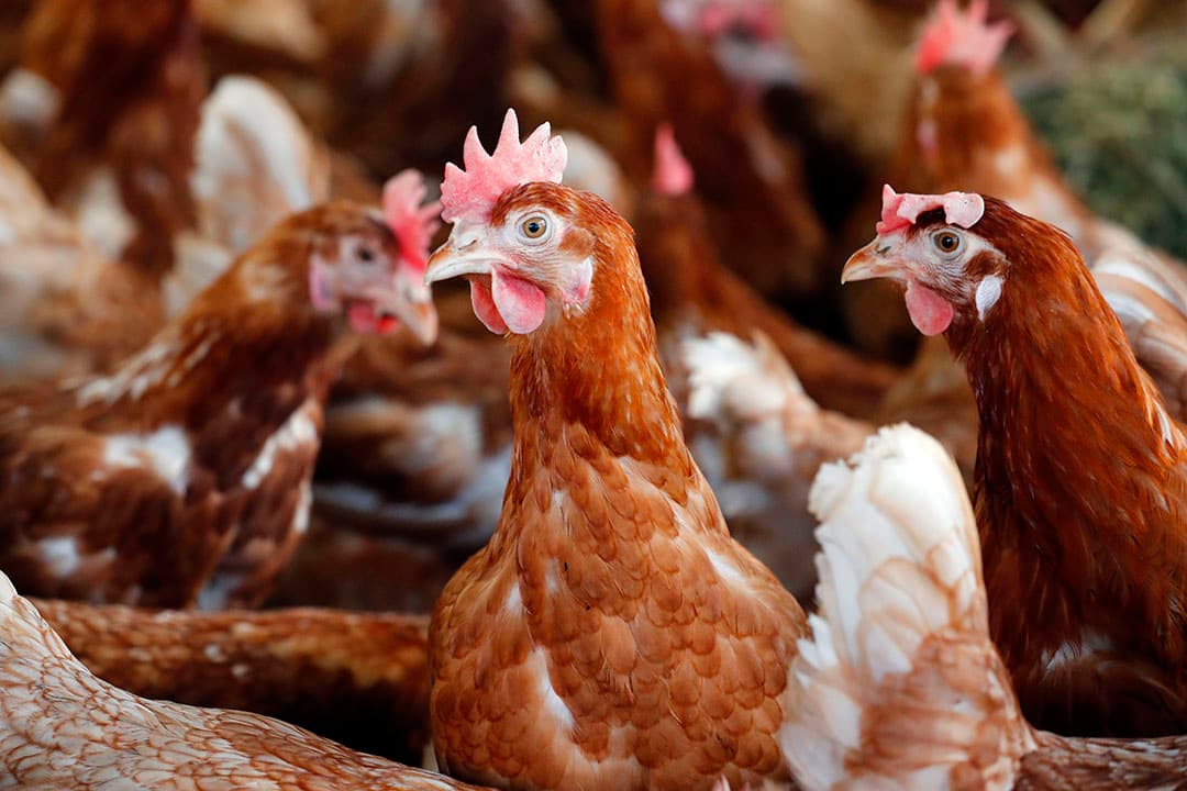 Inmiddels leeft 87% van de Nederlandse leghennen in systemen waar ze vrij kunnen bewegen. - Foto: Bert Jansen