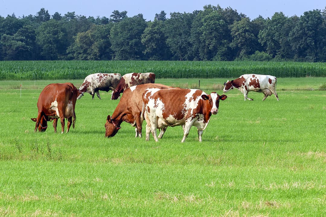 Koeien in de wei in Noord-Brabant. Financieren van grond, gebouwen en installaties kan duurder worden door scherpere kapitaaleisen voor banken.