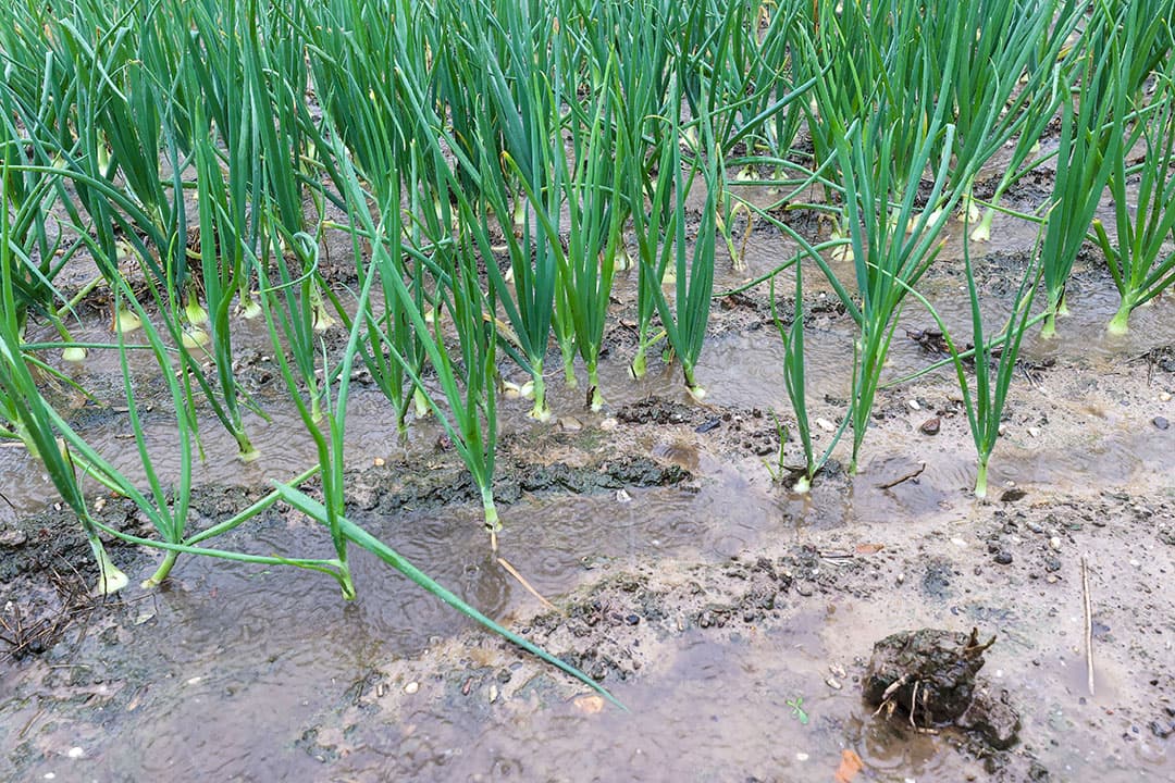 Met een brede weersverzekering kun je je indekken tegen de gevoigen van ernstige wateroverlast door neerslag. - Foto: Bert Jansen