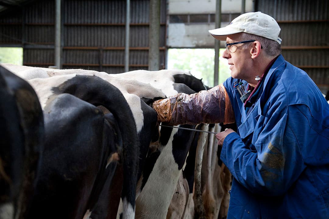 Vroeg beginnen met insemineren in de hoop dat een enkele koe er drachtig van raakt, zorgt ervoor dat de conception rate (aantal geslaagde inseminaties) daalt. Beter is om vast te houden aan de lengte van de wachtperiode. - Foto: Jan Willem Schouten