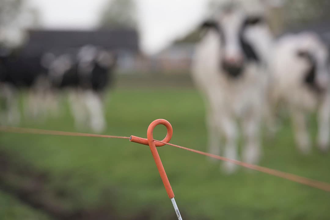 Het kabinet zei eerder al niet te willen dat beweiden en bemesten vergunningplichtig wordt. CDA-Kamerlid Derk Boswijk wil nu weten of minister Schouten dat nog steeds vindt. - Foto: Mark Pasveer