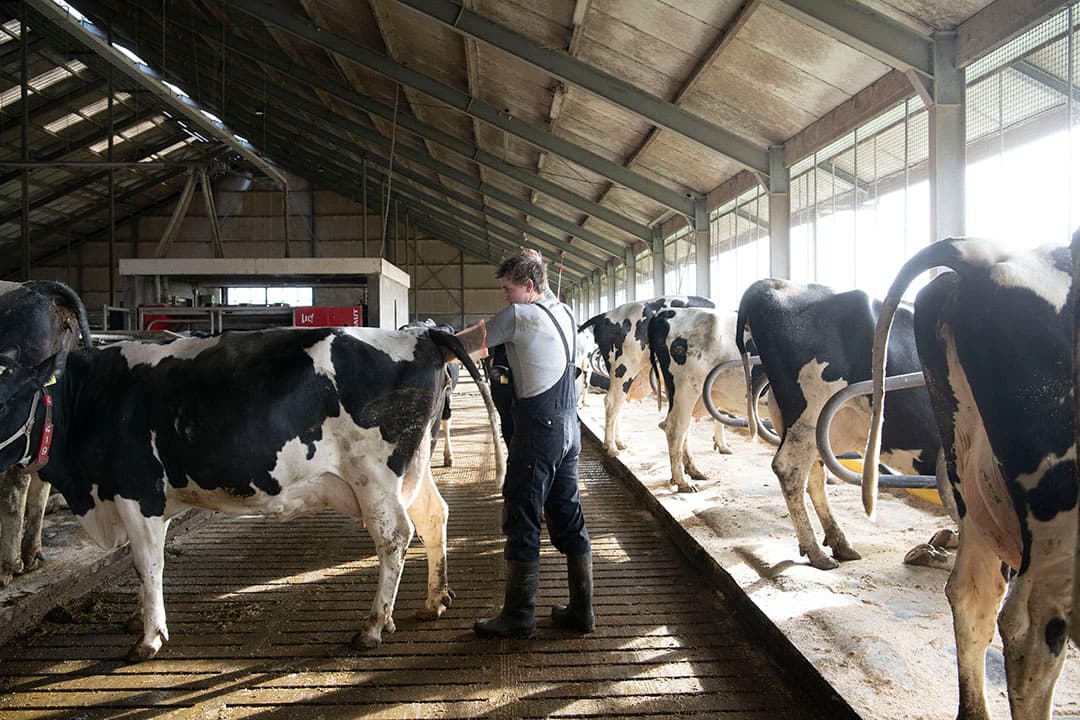 Als onthoornen op termijn verboden wordt is hoornloos fokken de snelste weg om te zorgen dat de koeien geen hoorns dragen. Foto: Mark Pasveer
