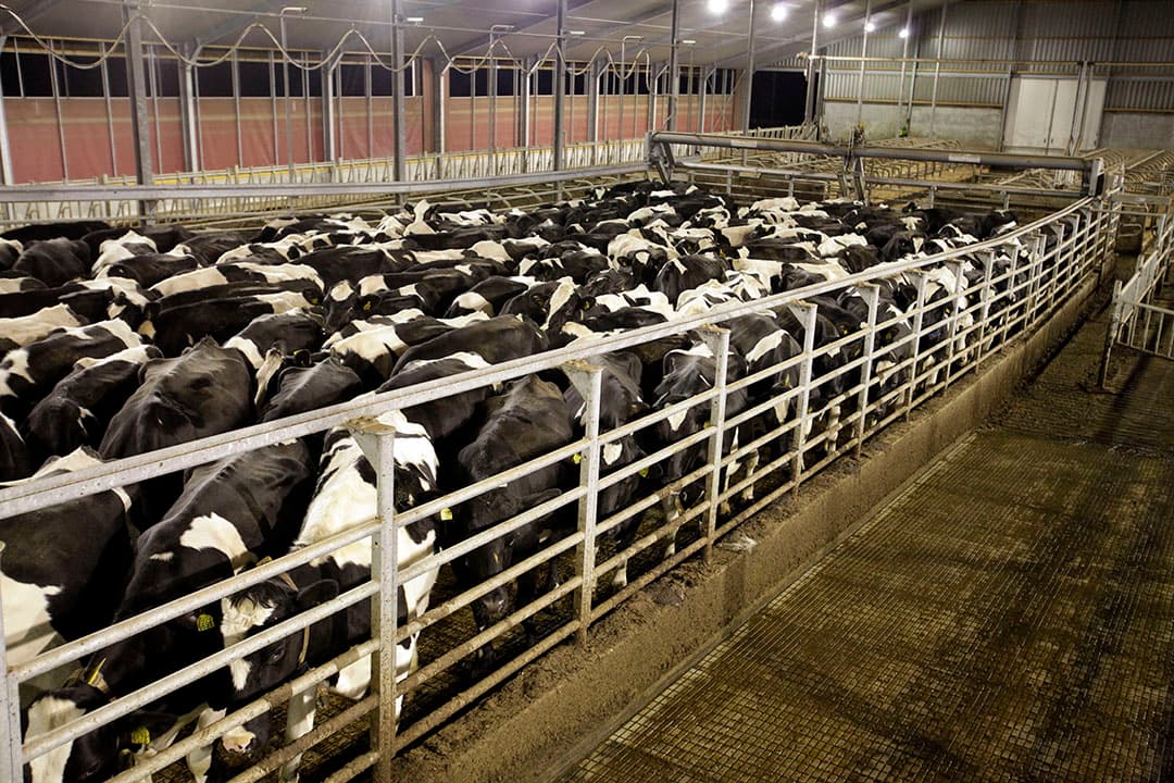 De inrichting van wachtruimte kent meer details dan menigeen op het oog zou denken. Gebruik van rubber op de vloer, ventilatoren en eventueel een hellende vloer behoren tot de aandachtspunten. - Foto: Hans Prinsen