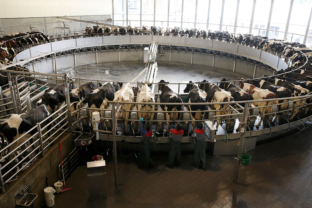 De carrouselmelkstal van Vreba Melkvee in Vredepeel melkt 80 koeien tegelijk. De melk wordt nu op het bedrijf gescheiden in room en magere melk. Vreba wil ook lactoferrine gaan produceren. - Foto: Hans Prinsen