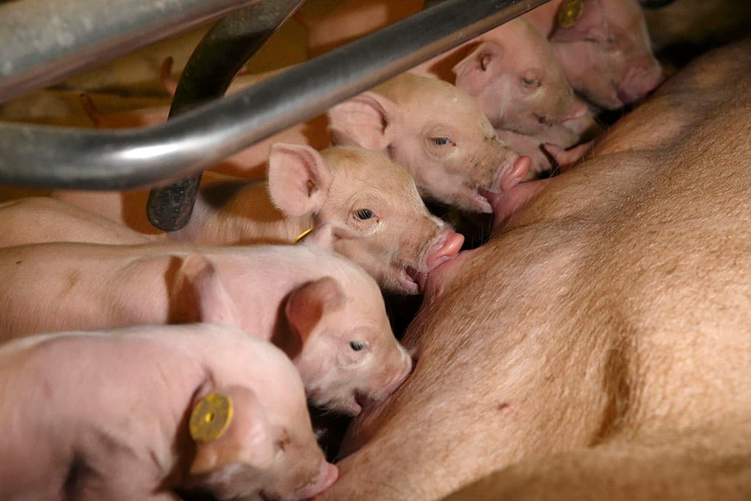 De bigproductie verhogen door meer dieren groot te brengen, is het uitgangspunt bij German Genetic. - Foto: Hans Prinsen