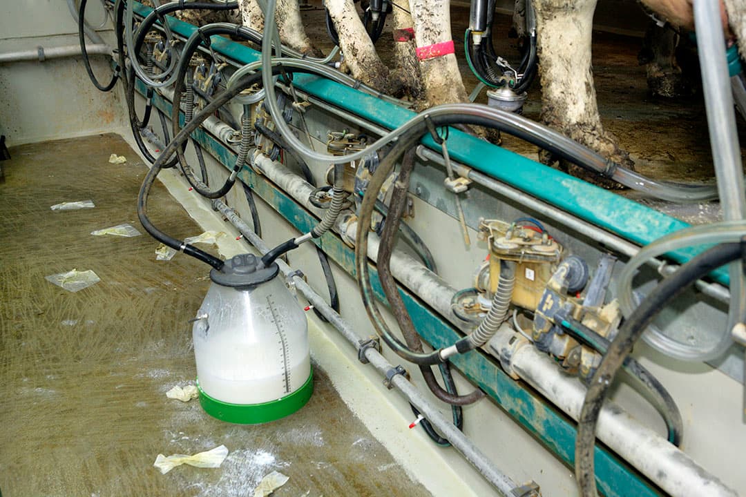 De NVWA kan specificaties vragen over de hoeveelheid weggegooide melk van bijvoorbeeld koeien die onder behandeling staan of stonden met antibiotica. - Foto: Henk Riswick