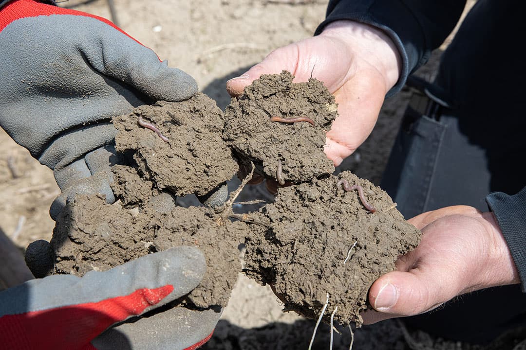 Organische stof verbetert de bodemstructuur, zware grond wordt makkelijker bewerkbaar en lichte grond krijgt juist een stabielere structuur. - Foto: Peter Roek