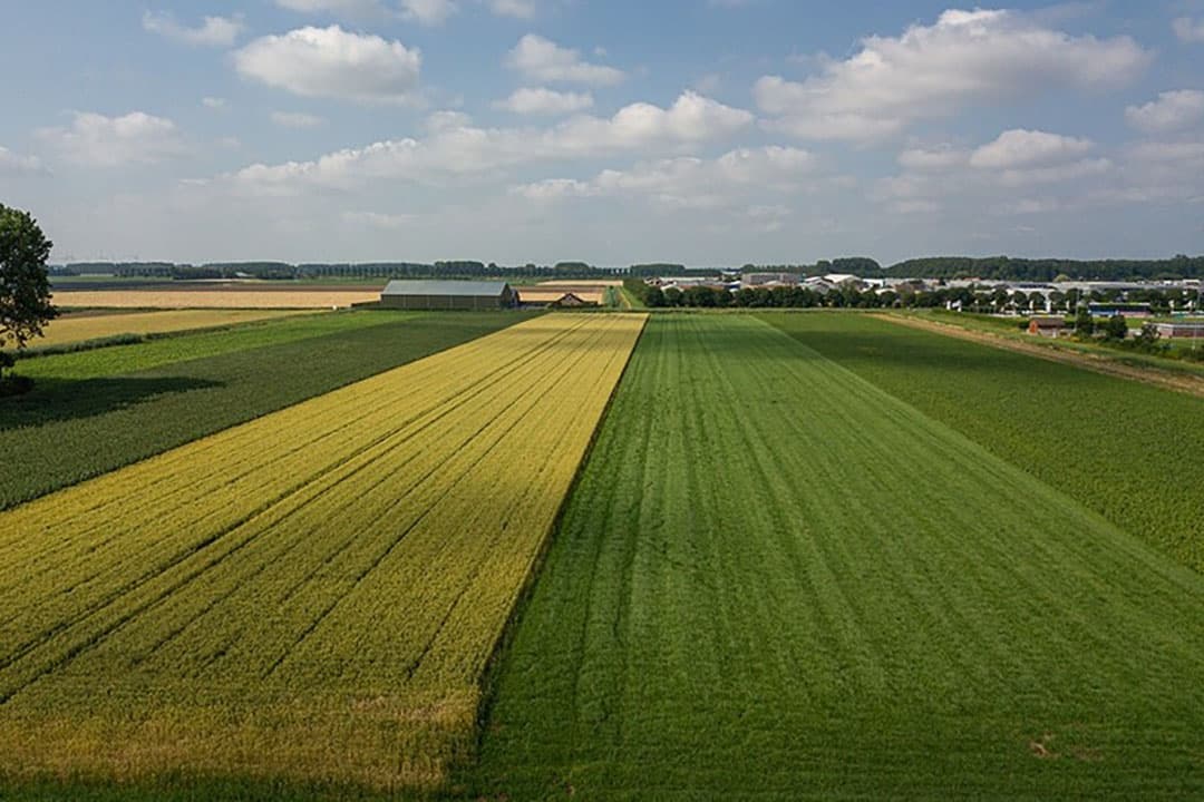De diverse stroken werden dit voorjaar ingezaaid met zomerveldbonen, zomertarwe, grasklaver, maïs, aardappelen, tweedejaars plantuien, witlof en kidneybonen. - Foto's: Peter Roek