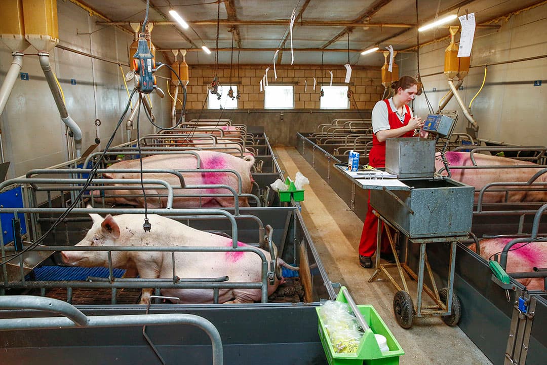 Rianne van Beek aan het werk in de kraamstal. Elke diercategorie heeft eigen bedrijfskleding in eigen kleuren. - Foto's: Ton Kastermans Fotografie
