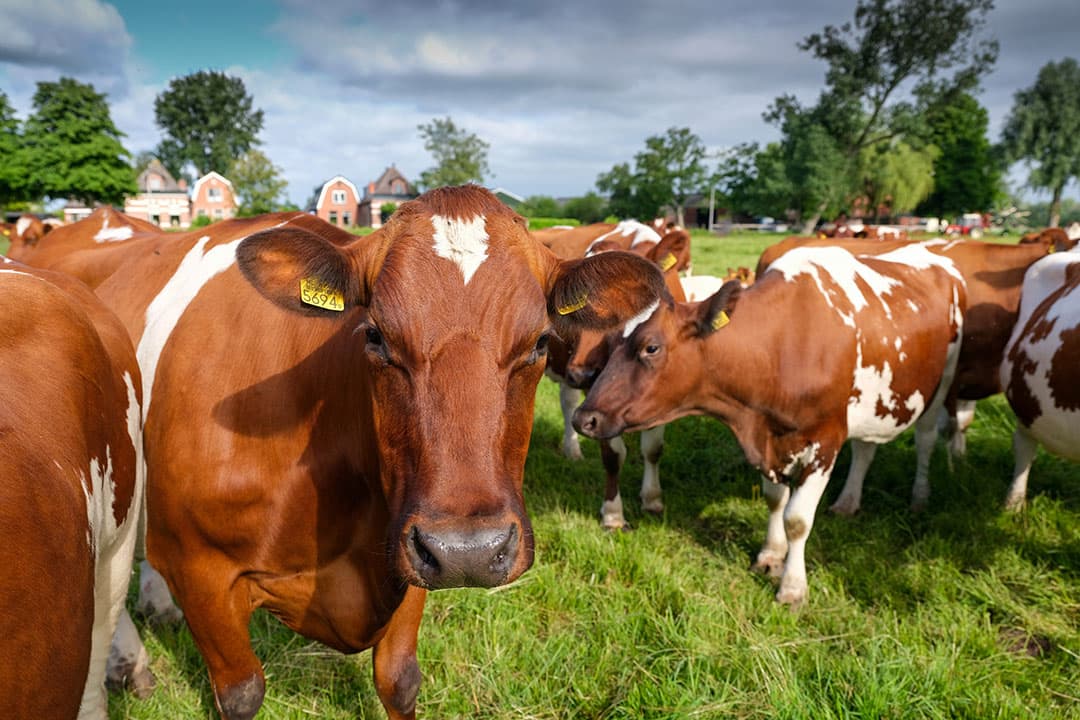 De sector wil ervoor zorgen dat de weidegang in de komende jaren stijgt van gemiddeld 1.031 uur (2018) tot 1.211 uur (2022). - Foto: Jan Willem van Vliet