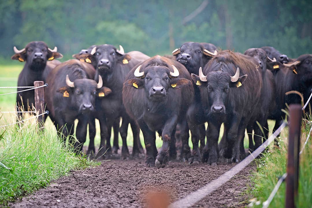Foto's: Van Assendelft Fotografie