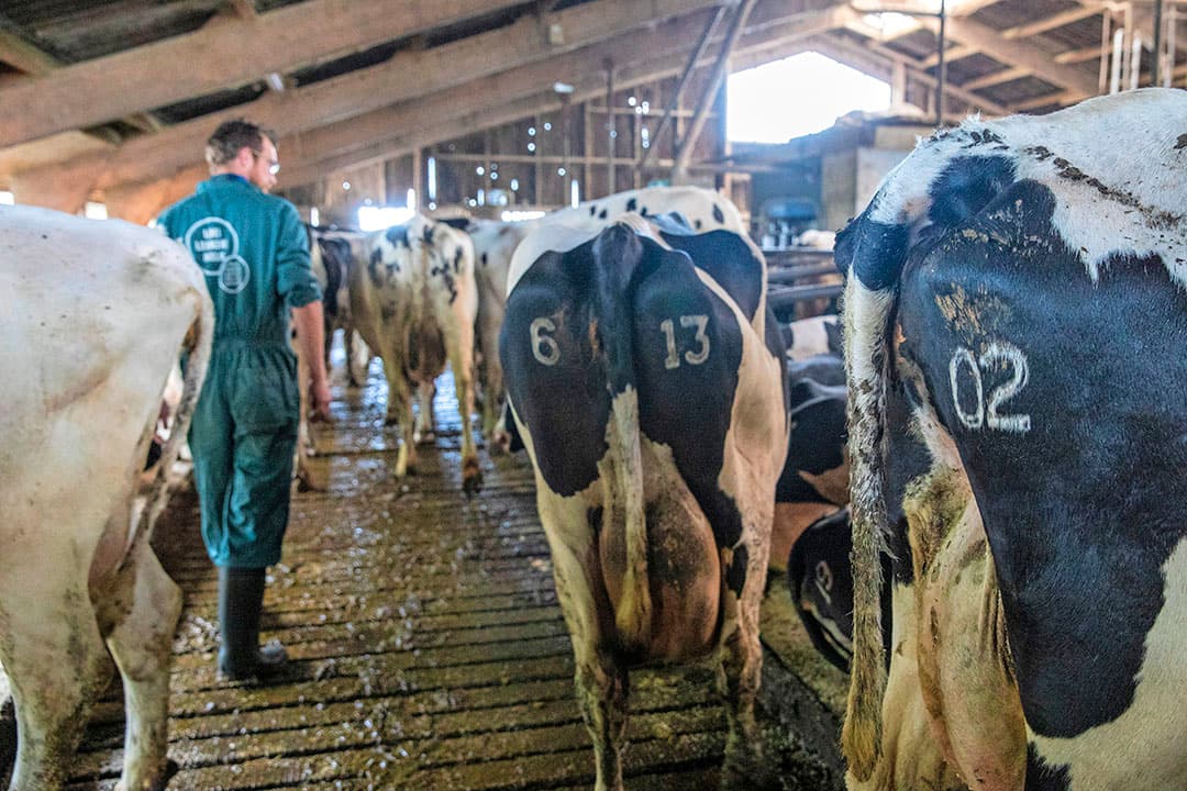 Vriesbranden is voor familie Ettema al meer dan 25 jaar de vaste werkwijze qua koerherkenning. Het is permanent en je kunt je niet vergissen. - Foto: Anne van der Woude