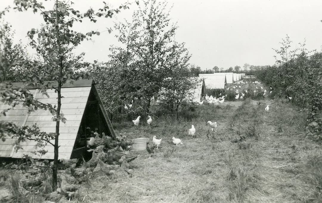 Zomerhokjes zoals deze in 1959, waren een manier om jonge hennen schoon op te fokken. De arbeid was echter een nadeel: over een opfokperiode van 10 weken waren er per 1.000 dieren, verdeeld over 50 per hokje, zo’n 32 manuren mee gemoeid. Dat was ruim het dubbele van de in opkomst rakende hokken waar 700 dieren tegelijk in konden. - Foto: Misset
