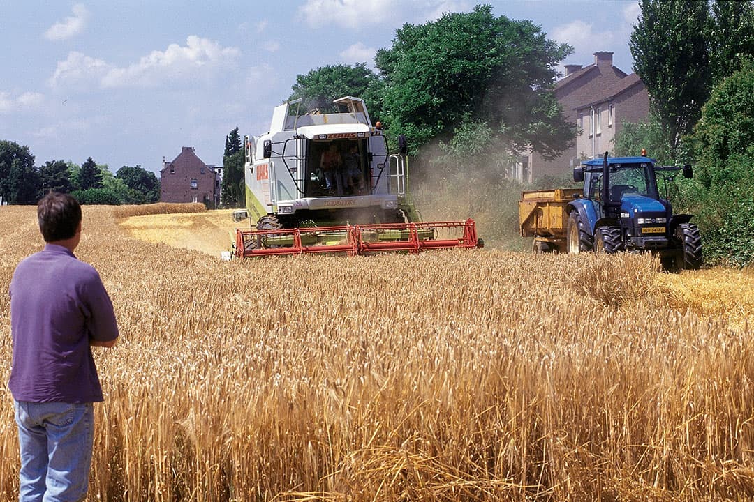 Dorsen van voergerst in Limburg. - Foto: Mark Pasveer