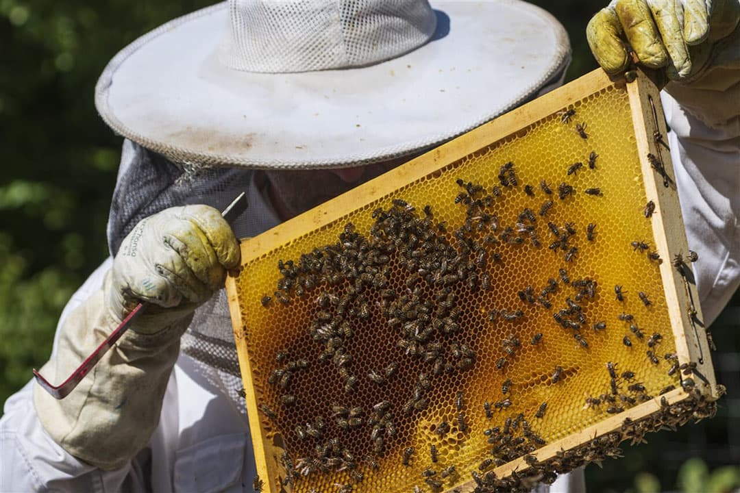 De bescherming van de bij in het bijenrichtsnoer is uitgedrukt in een percentage. Het gaat om het verlies aan bijen in een bijenvolk dat mag optreden als een volk aan een gewasbeschermingsmiddel wordt blootgesteld. - Foto: ANP