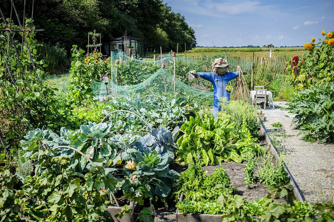 Een vogelverschrikker in een moestuin. Die houdt helaas geen zwarte luizen tegen. - Foto: ANP