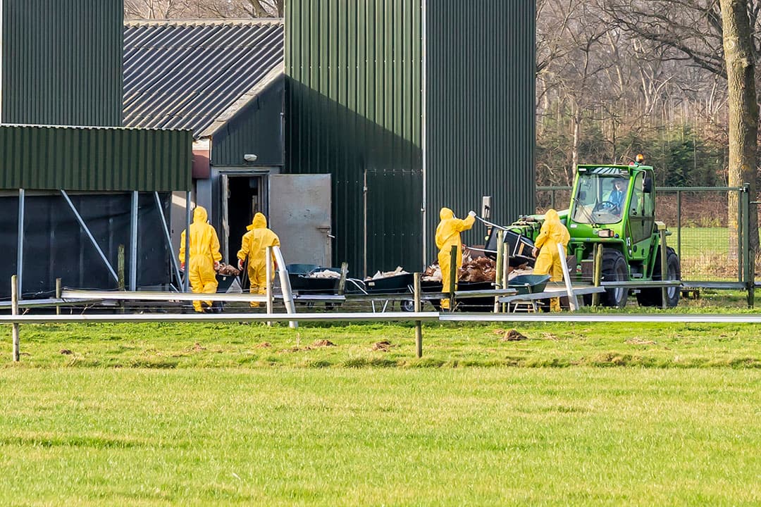 Ruiming van een pluimveebedrijf, eerder dit jaar. Vaccineren tegen vogelgriep moet in de toekomst voorkomen dat bedrijven worden geruimd. - Foto: Dave Hendriks