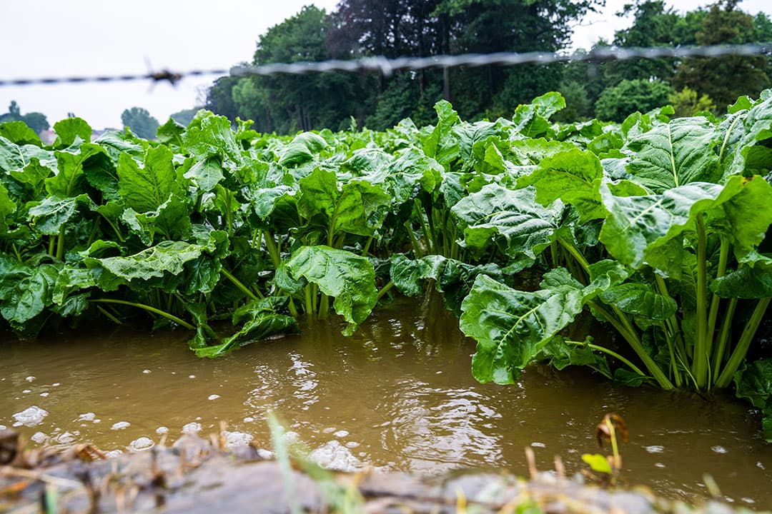 Wateroverlast in een perceel met bieten in de buurt van Heerlen (L.). - Foto: Bert Jansen