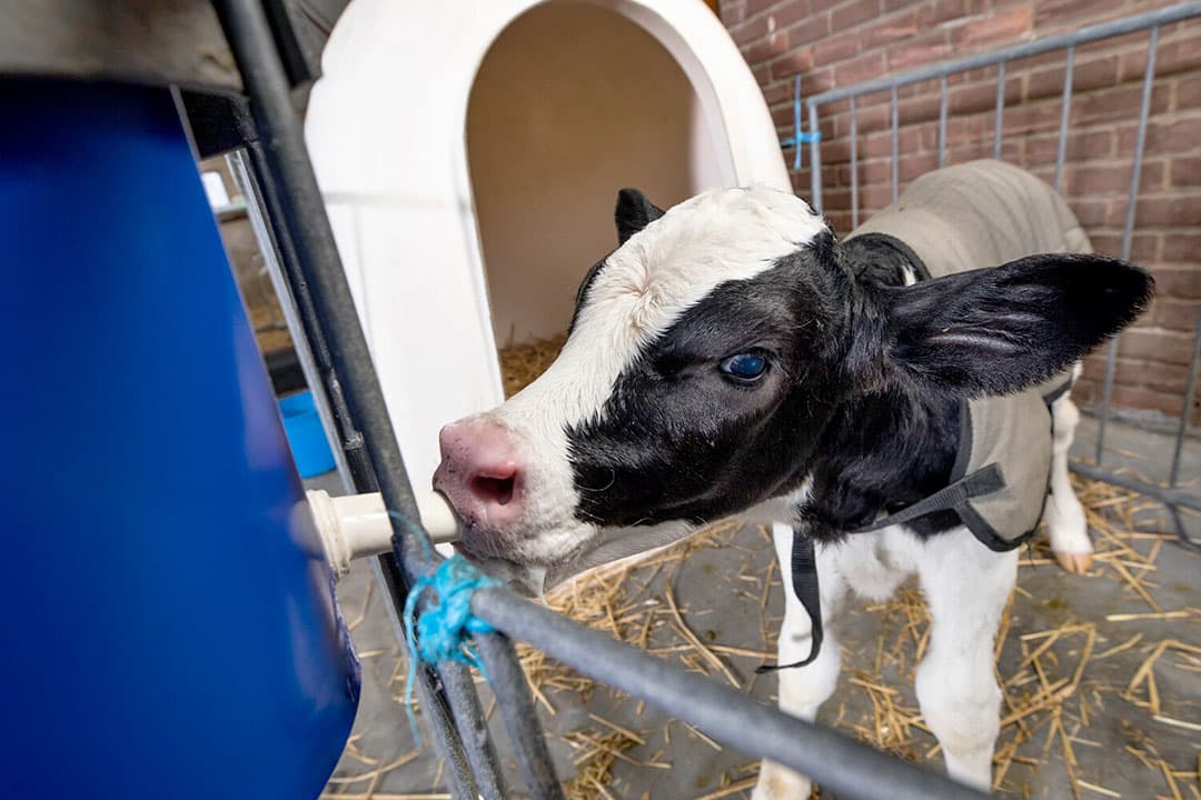 Melkveehouders verstrekken kalveren meer melk van een betere kwaliteit. Daarmee wordt de jeugdgroei optimaal benut. - Foto: Koos Groenewold