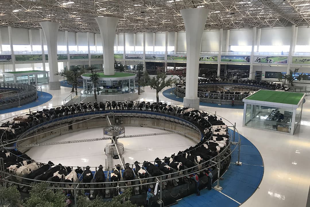 Er zijn 4 exact dezelfde bedrijven voor 15.000 koeien. De melkstal wordt 'de terminal' genoemd omdat het in veel opzichten doet denken aan een luchthavengebouw. - Foto's: Snorri Sigurdsson