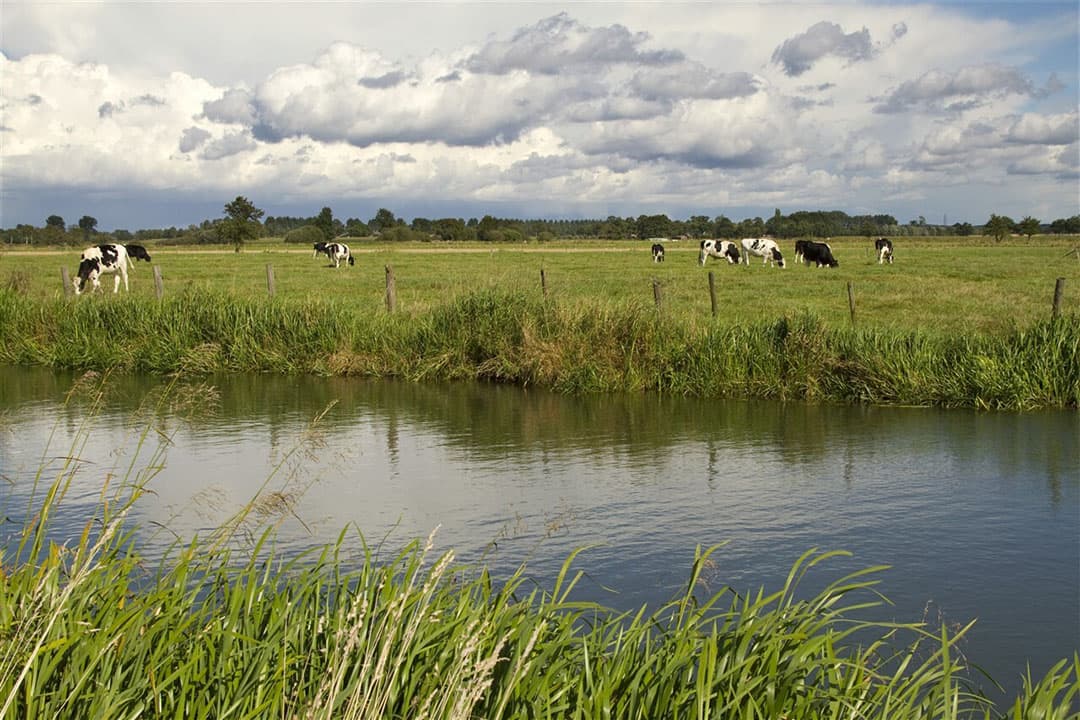 In zeven ‘sleutelgebieden’, waaronder de Gelderse Vallei, moet volgens het rapport niet alleen de stikstofuitstoot naar beneden, maar zijn ook droogte, waterkwaliteit, weidevogels, bereikbaarheid en verstedelijking onderwerp van aandacht. - Foto: ANP
