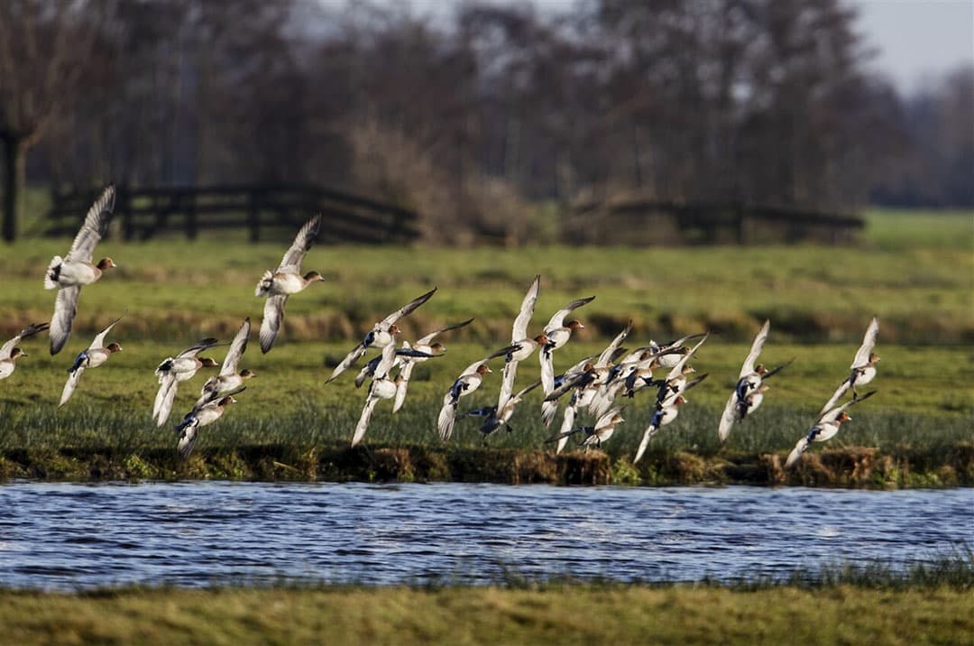 Commissie adviseert geen pluimveebedrijven toe te staan in buurt van watervogels. - Foto: ANP