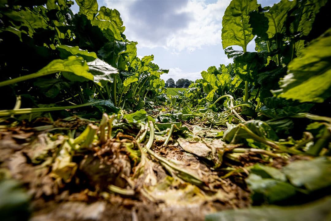 Waterschade op akkerbouwbedrijf in Limburg. Foto: ANP