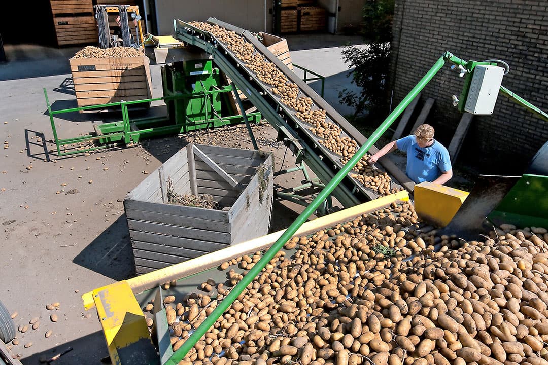 Inschuren van biologische aardappelen. Voor de Nederlandse markt zijn er voldoende biologische aardappelen beschikbaar. - Foto: Ronald Hissink