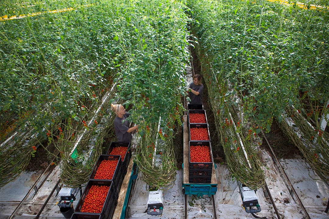Plukken van snoeptomaatjes. - Foto: Roel Dijkstra