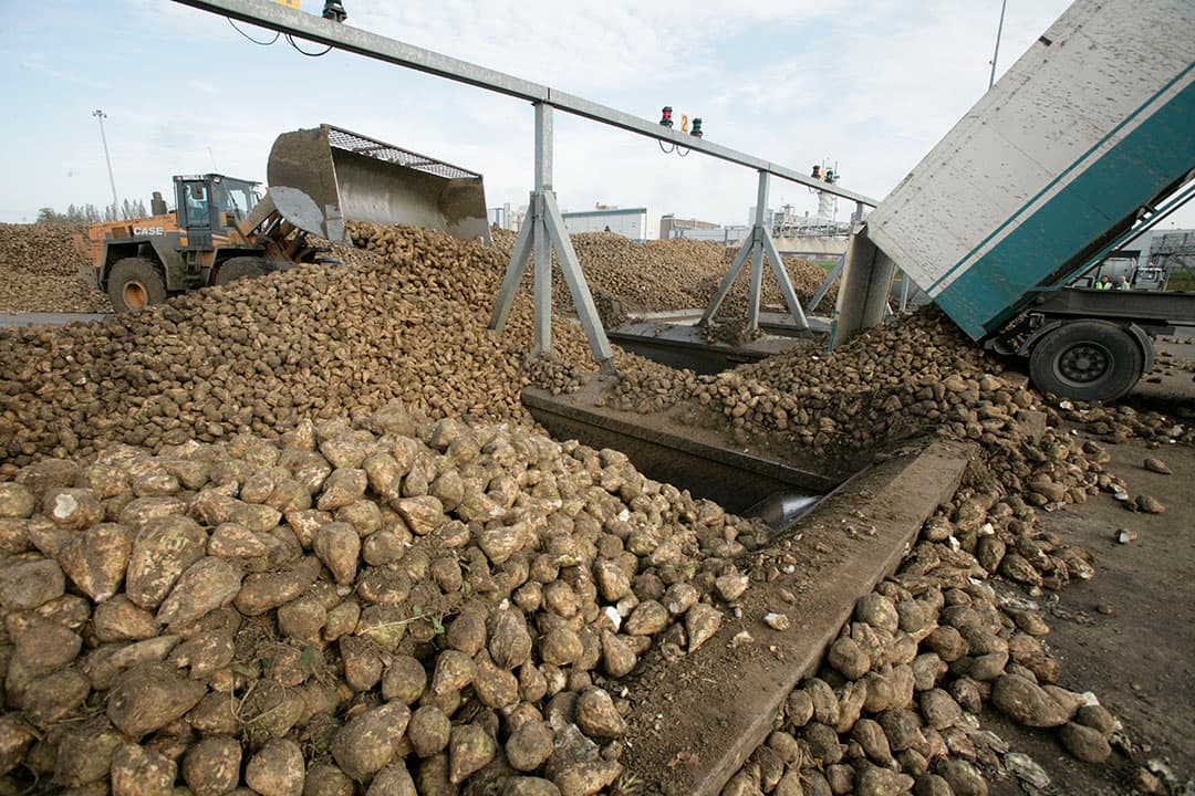 Suikerbieten gaan de stortbunker in bij Cosun Beet Company. - Foto: koos Groenewold